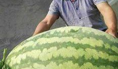 网络大瓜 吃料,揭秘娱乐圈幕后真相，吃料狂欢来袭！